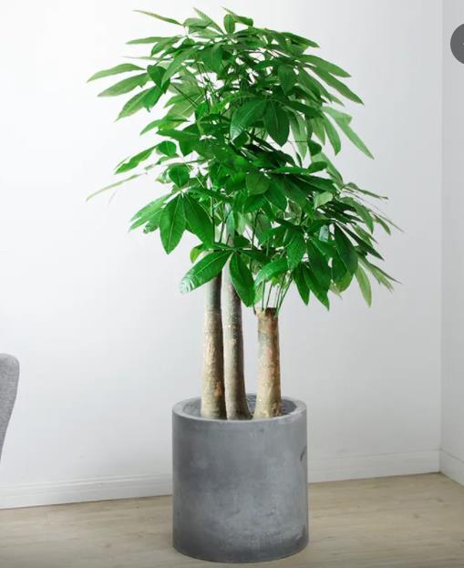 步步高發(fā)財樹